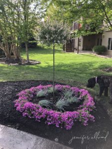 tall and skinny tree with fluffy branches and leaves. surrounded by pink plants in dark mulch
