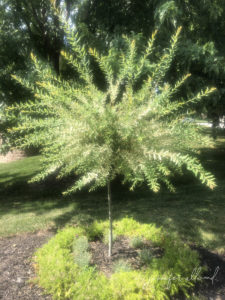 tall skinny tree with light, fluffy leaves